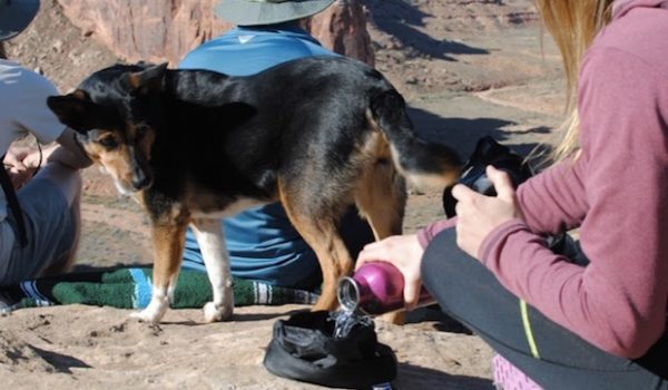 Keep Your Adventurous Pup Hydrated This Summer  With This Clever Collar
