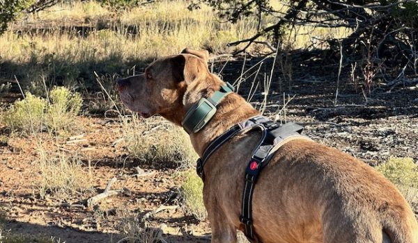 Heel Virtual Dog Leash: Hands-Free Pet Management